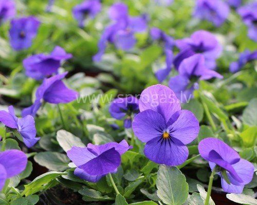 Sīkziedu atraitnītes - Blue*