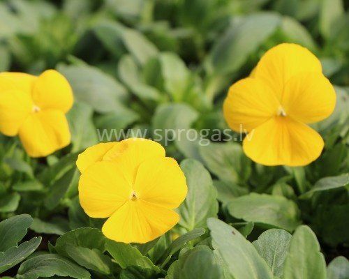 Sīkziedu atraitnītes - Golden Yellow