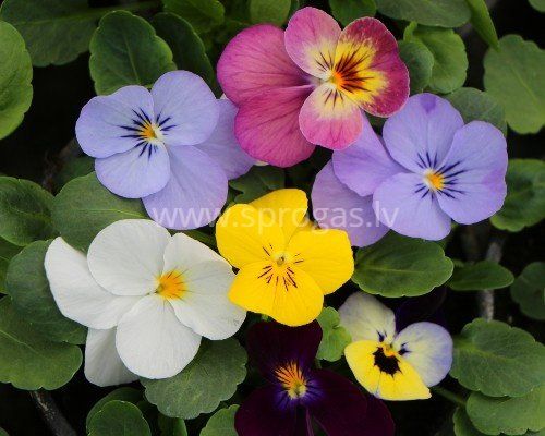 Sīkziedu nokarenās atraitnītes - Complete Mix