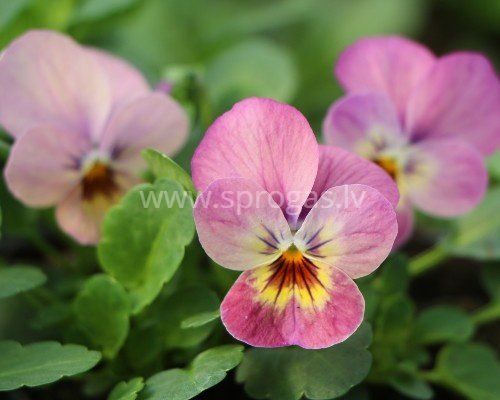 Sīkziedu nokarenās atraitnītes - Pink Shades