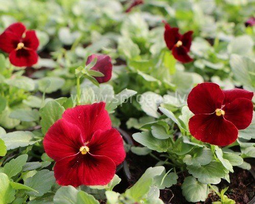 Sīkziedu atraitnītes - Red with Blotch