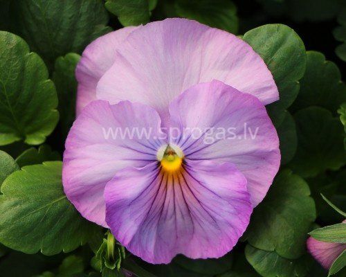 Lielziedu atraitnītes stādi - Soft Pink