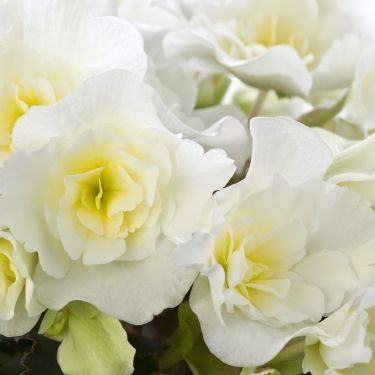 Begonia elatior 'Sunpleasure'- Dižā begonija