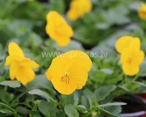 Sīkziedu atraitnītes - Yellow*