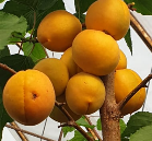 augļu koku stādi Persiks