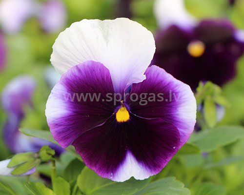 Lielziedu atraitnītes