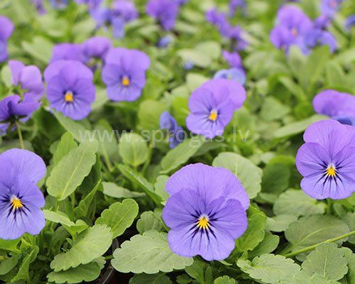 Sīkziedu atraitnītes stādi