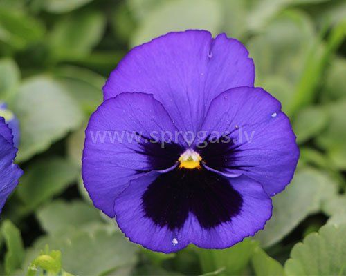 Lielziedu atraitnītes stādi