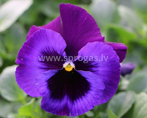 Lielziedu atraitnītes stādi