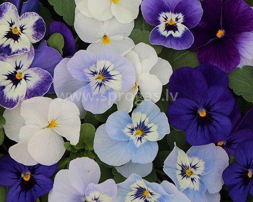 Sīkziedu atraitnītes