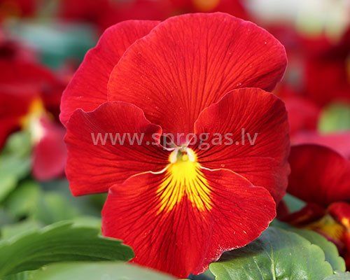 Lielziedu atraitnītes stādi - Pure Red