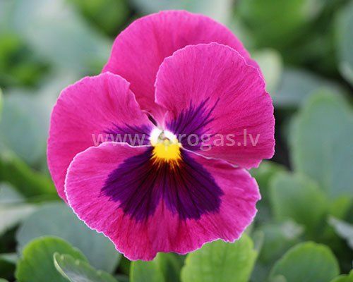 Lielziedu atraitnītes stādi - Rose with Blotch