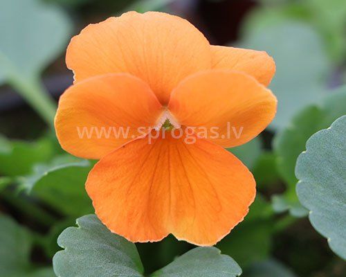 Sīkziedu atraitnītes