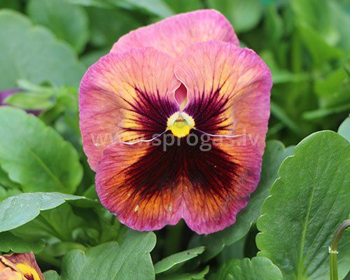 Lielziedu atraitnītes