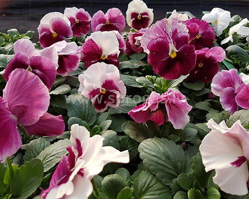 Lielziedu atraitnītes stādi