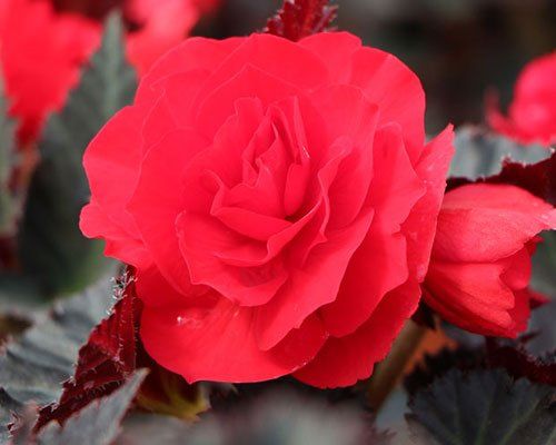 Nonstop Mocca Cherry