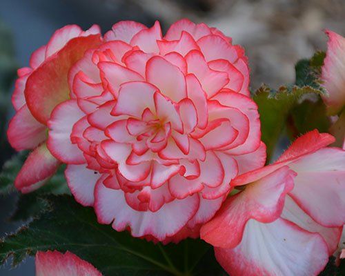 Nonstop Rose Petticoat