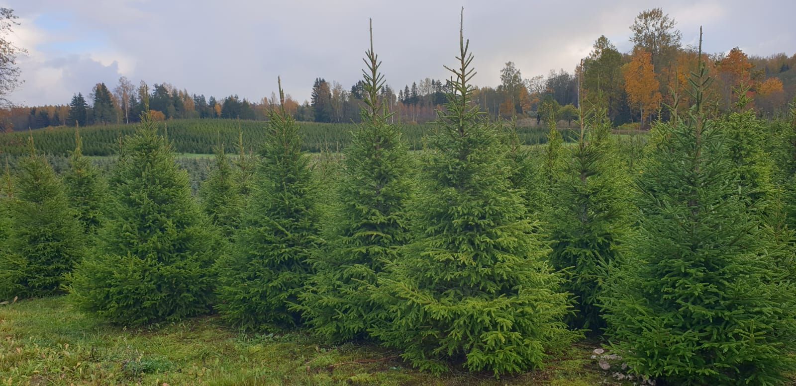 Sprogas ZS Sprogas ZS