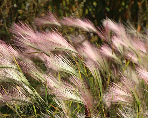 Miezis - Hordeum