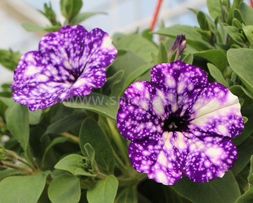 Pegasus Special Blue Splash