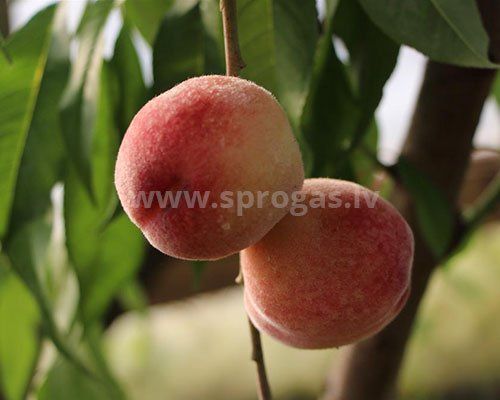 augļu koku stādi Persiks