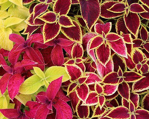 Skaistnātrīte - Coleus