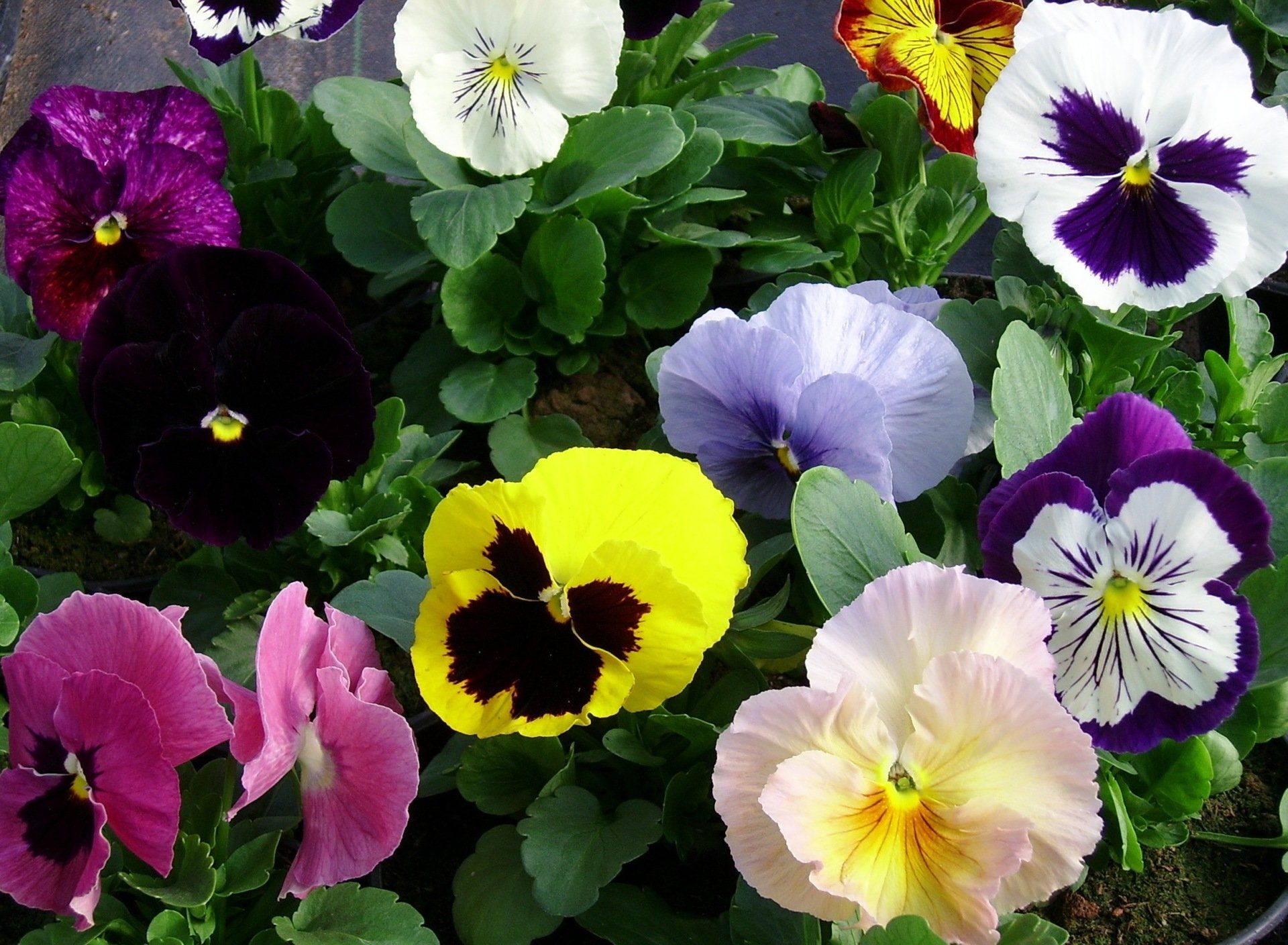 Atraitnītes - Viola