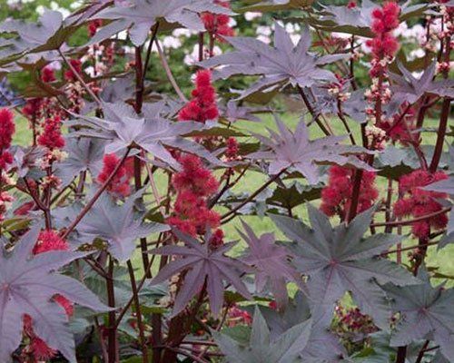 Rīcins - Ricinus