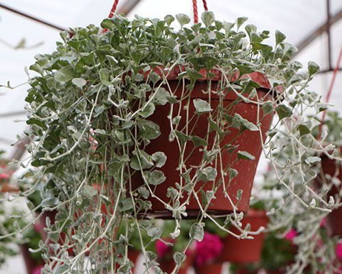 Dihondra - Dichondra