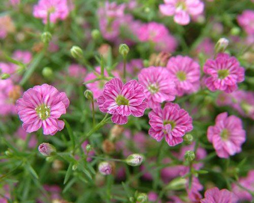 Ģipsene - Gypsophila