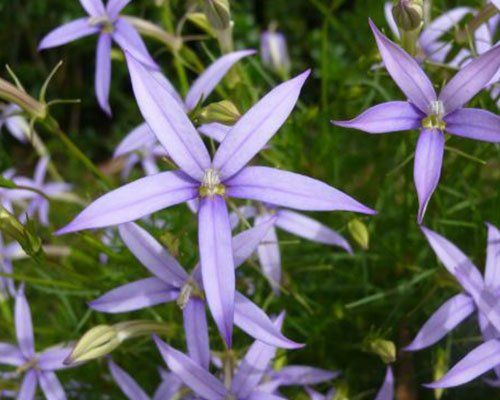 Laurentija - Laurentia