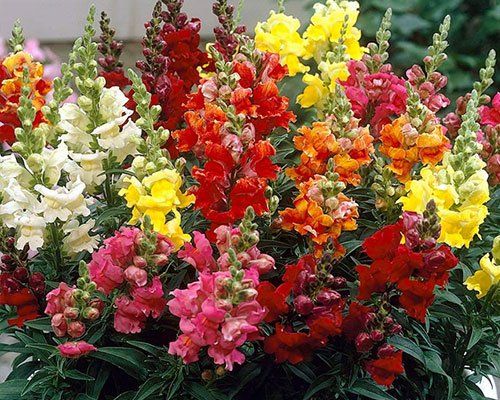 Lauvmutītes - Antirrhinum