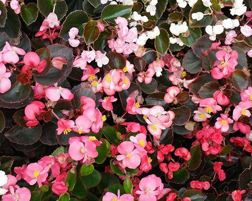 Leduspuķe - Begonia