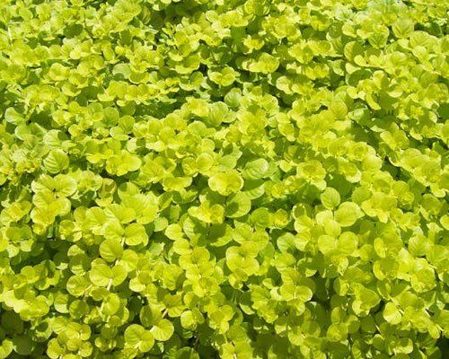 Lisimahijas - Lysimachia