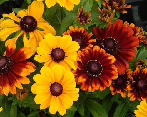 Rudbekija - Rudbeckia