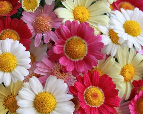 Vasaras krizantēma - Argyranthemum