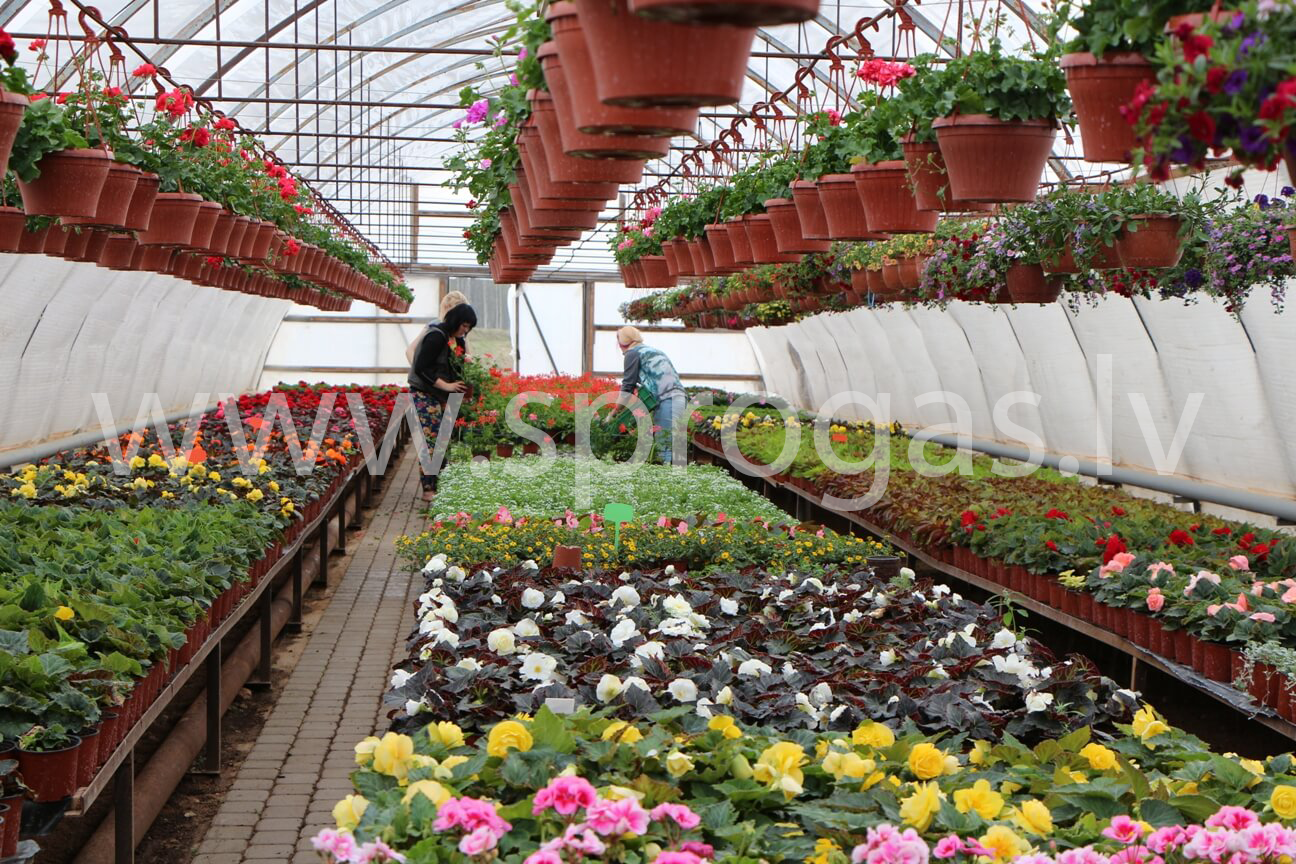 Z/S Sprogas puķu stādi