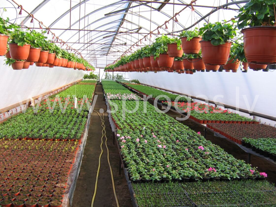 Z/S Sprogas stādaudzētava