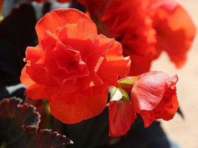 Begonia elatior 'Sunpleasure'- Dižā begonija