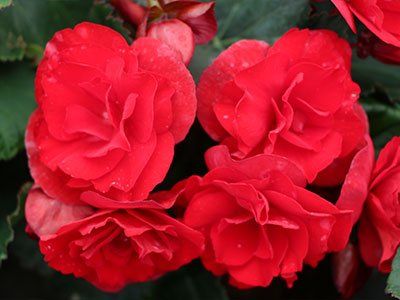 Begonia elatior 'Sunpleasure'- Dižā begonija