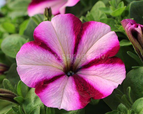 Surprise Burgundy Star