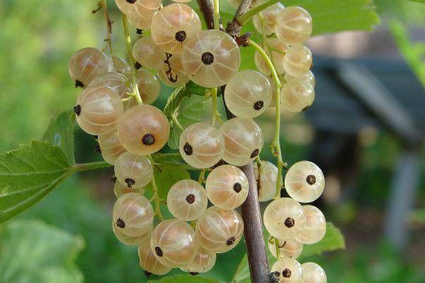 Jāņogas Versaļas baltā