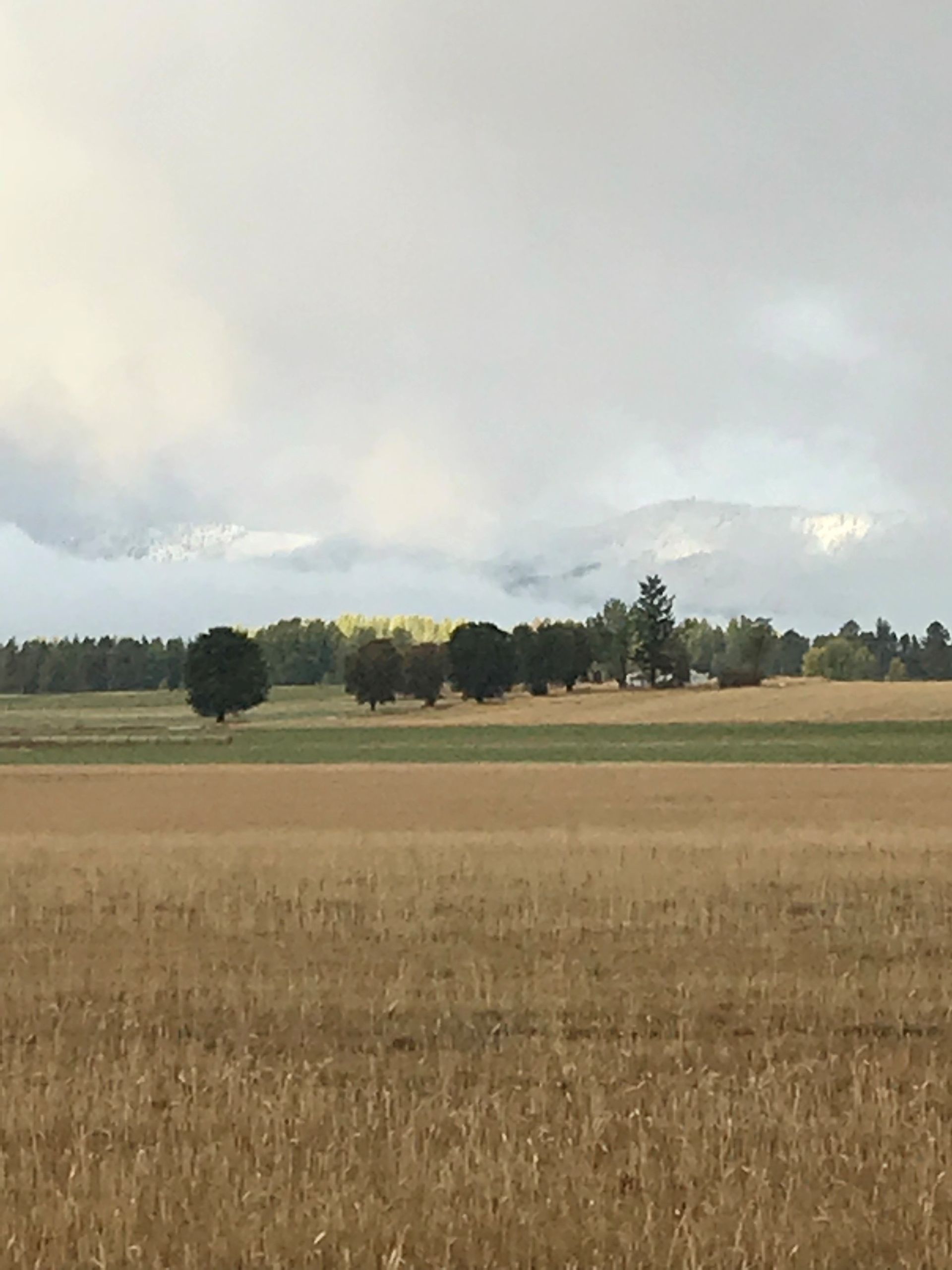 A family is buying a house with a real estate agent.