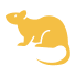rats