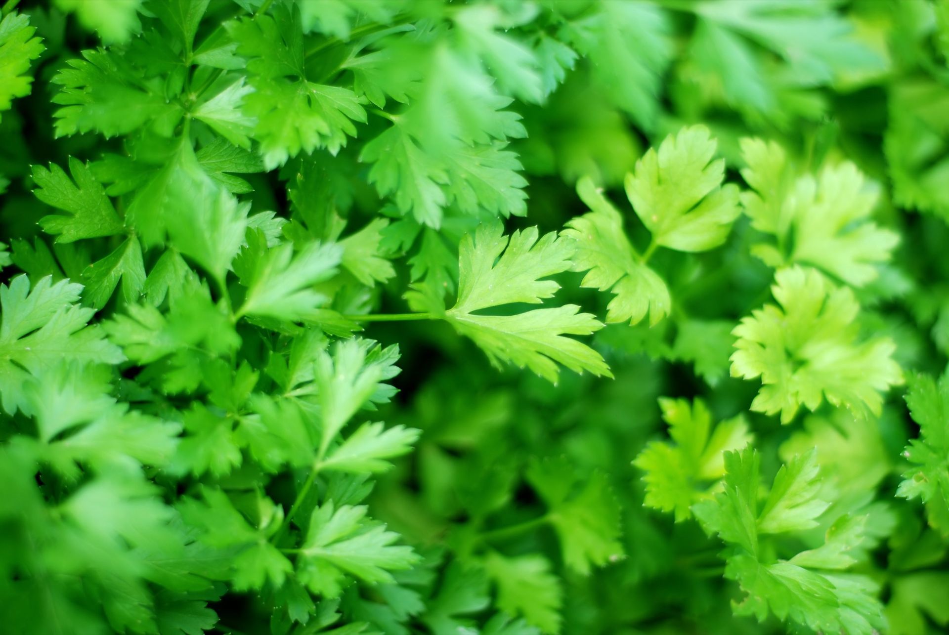 Green parsley leaves, close-up.
