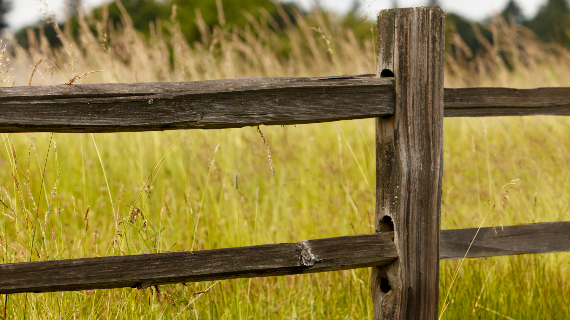 a wooden fence surrounds a field of tall grass .