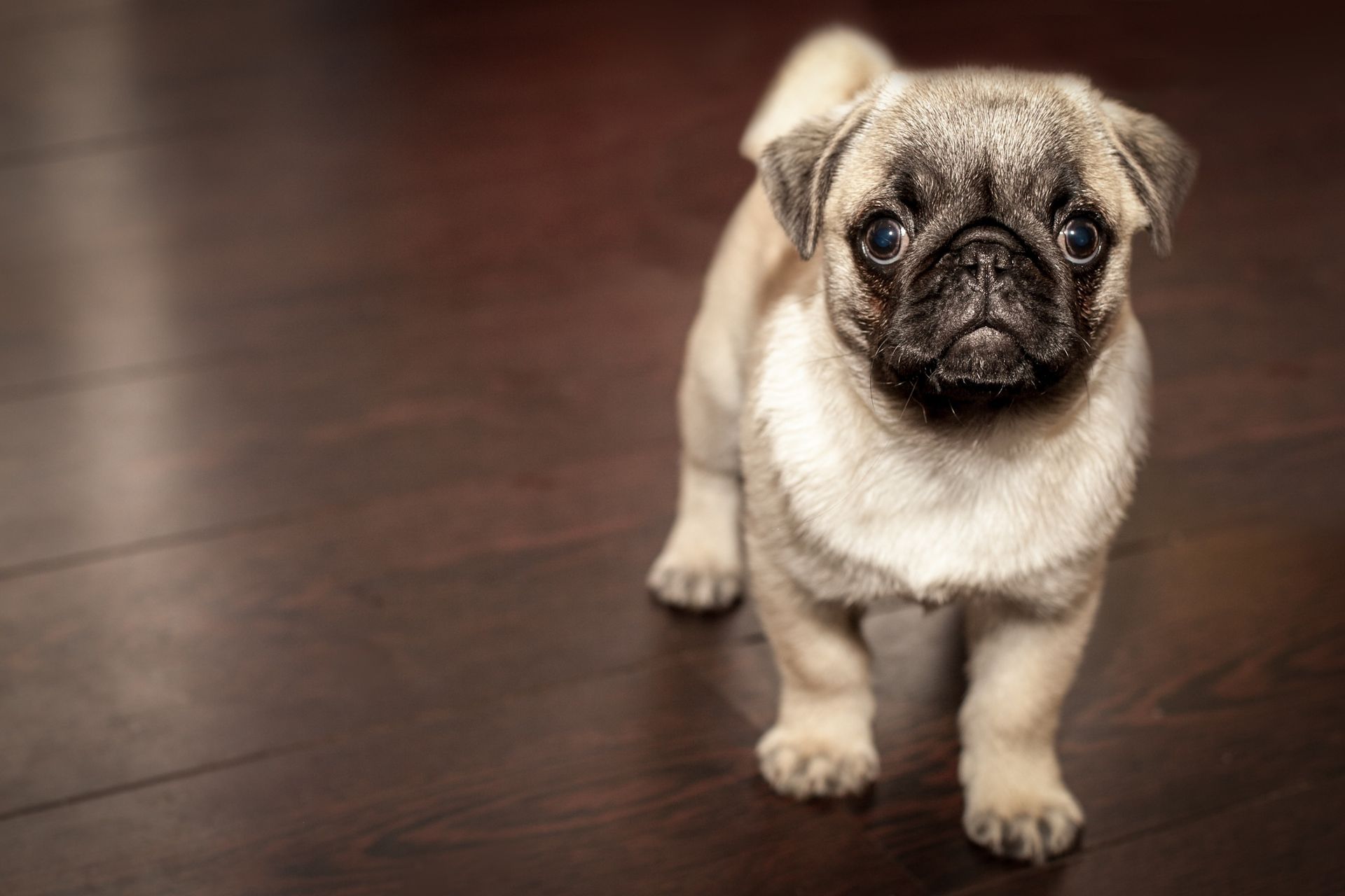 Pug puppy with a wrinkled face standing on a dark wood floor.