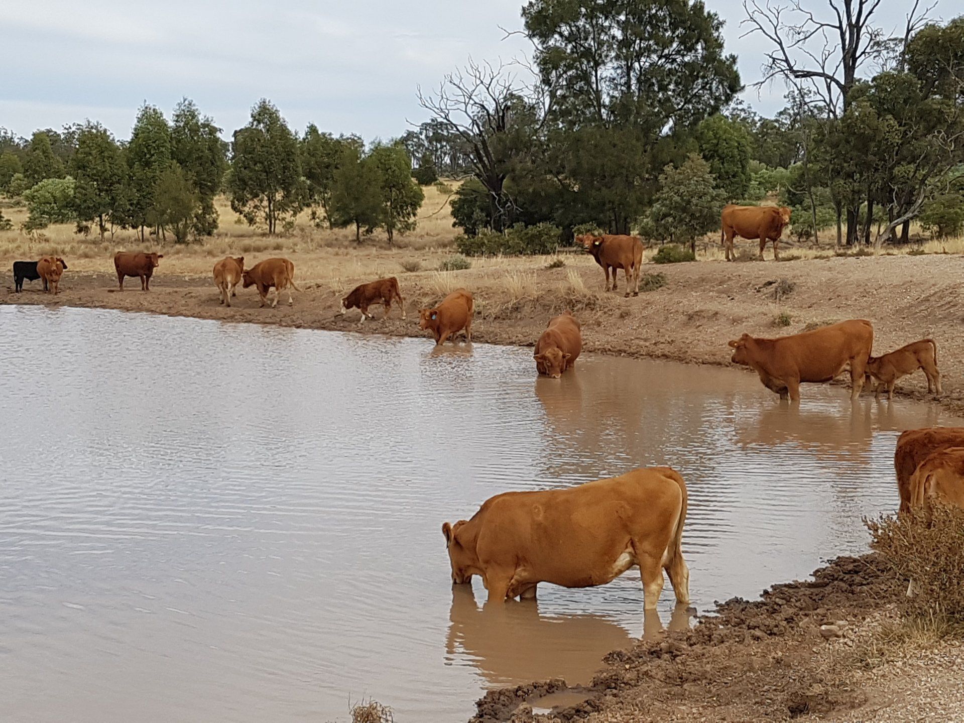 cows drinking