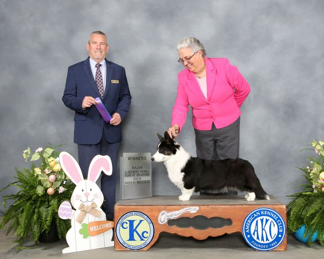 Cardigan Welsh Corgi Females | F&M Corgis | KS