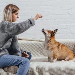 Women training a dog in the sit position on a couch.